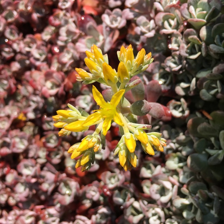 plant image 705160