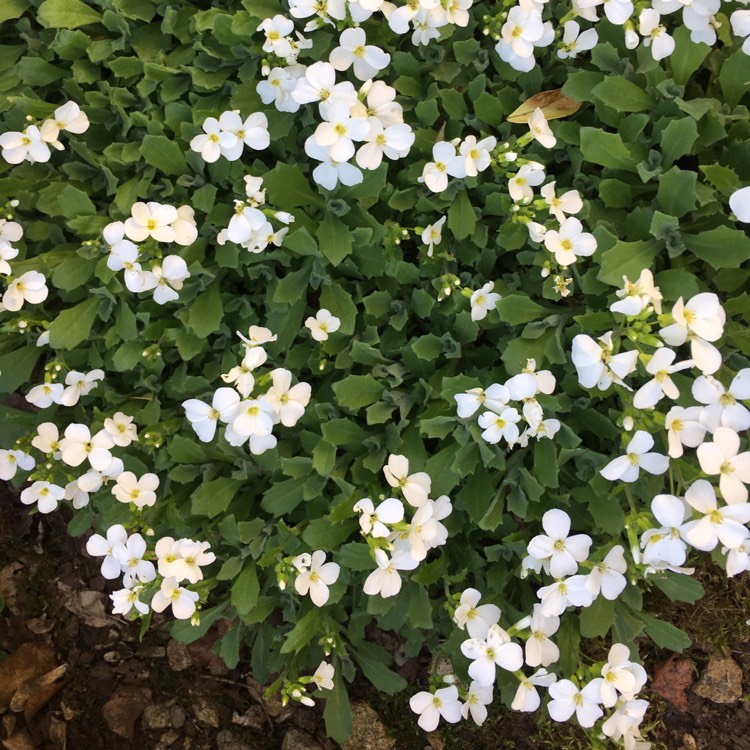 Plant image Aubrieta 'Regado White'