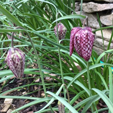 Fritillaria meleagris