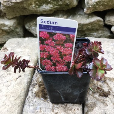 Sedum Spurium 'Fuldaglut'