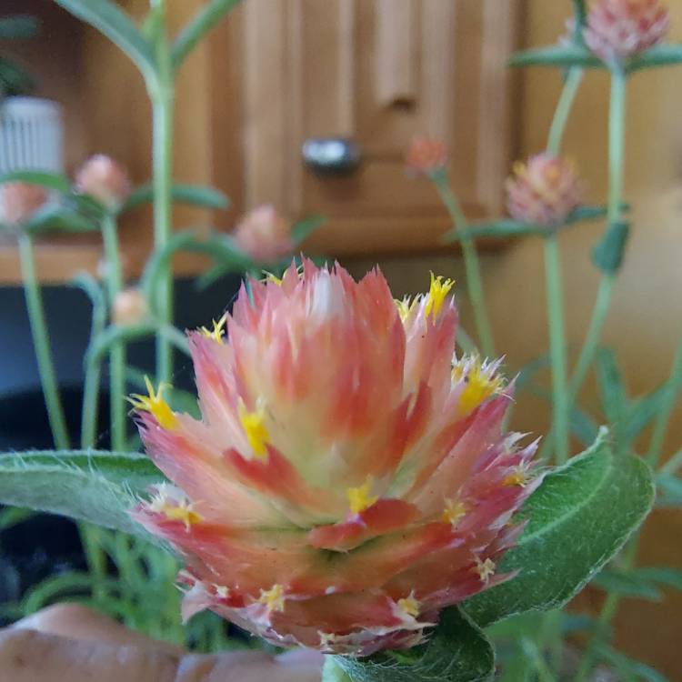 Plant image Gomphrena globosa