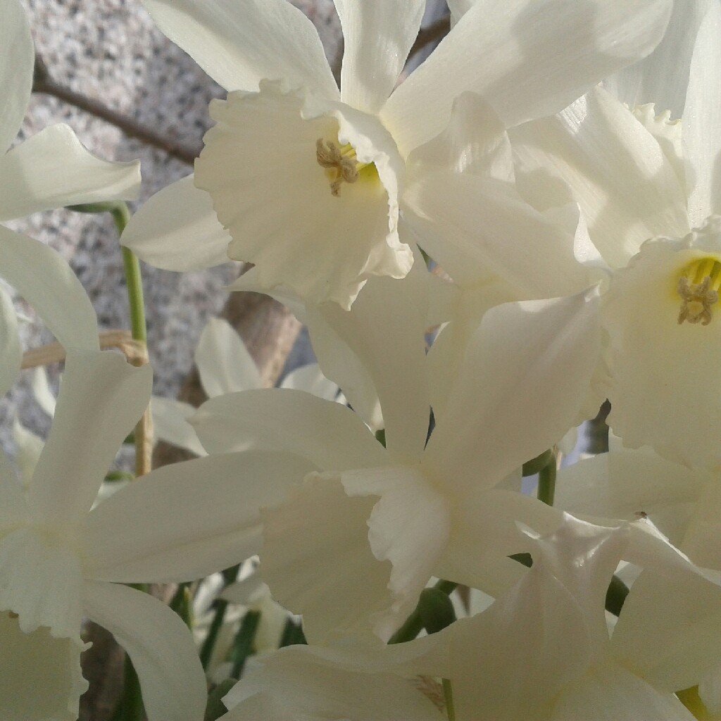 Plant image Narcissus bulbocodium 'Golden Bells Group' syn. Narcissus bulbocodium 'Golden Bells', Narcissus 'Golden Bells', Narcissus 'Silvania'