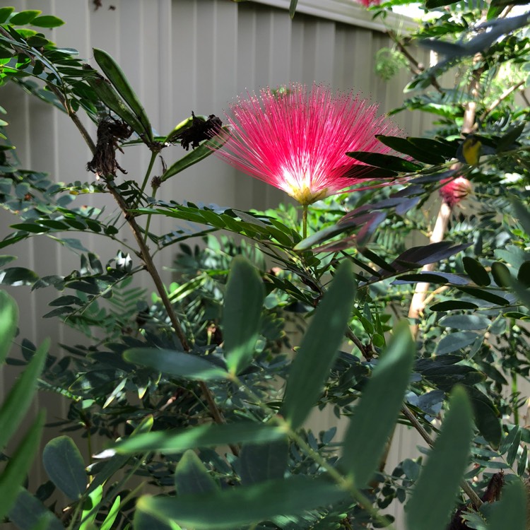 Plant image Calliandra haematocephala