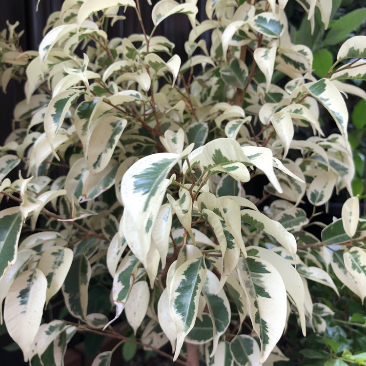 Plant image Ficus benjamina 'Starlight'