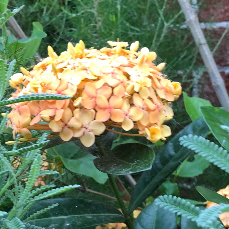 Plant image Ixora 'Pirate's Gold'