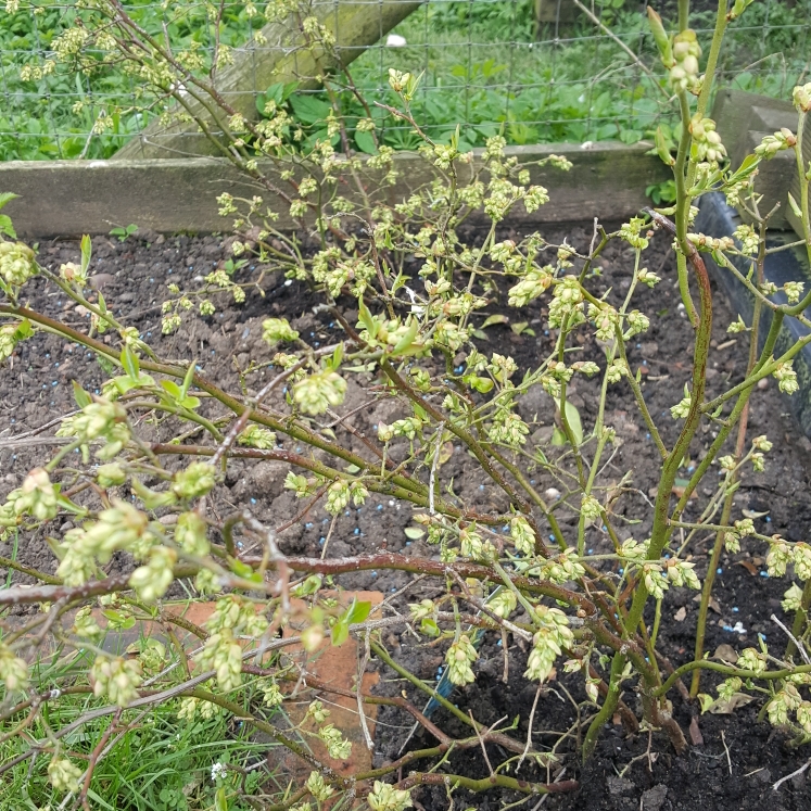 Plant image Vaccinium corymbosum 'Goldtraube'