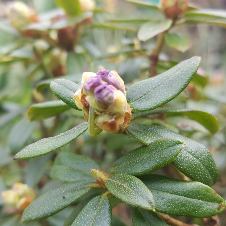 Plant image Rhododendron 'Night Sky'