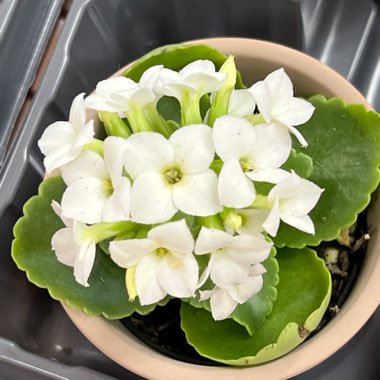 Kalanchoe Blossfeldiana