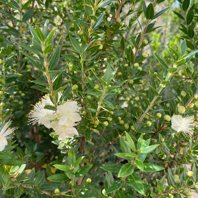 plant image 1671837