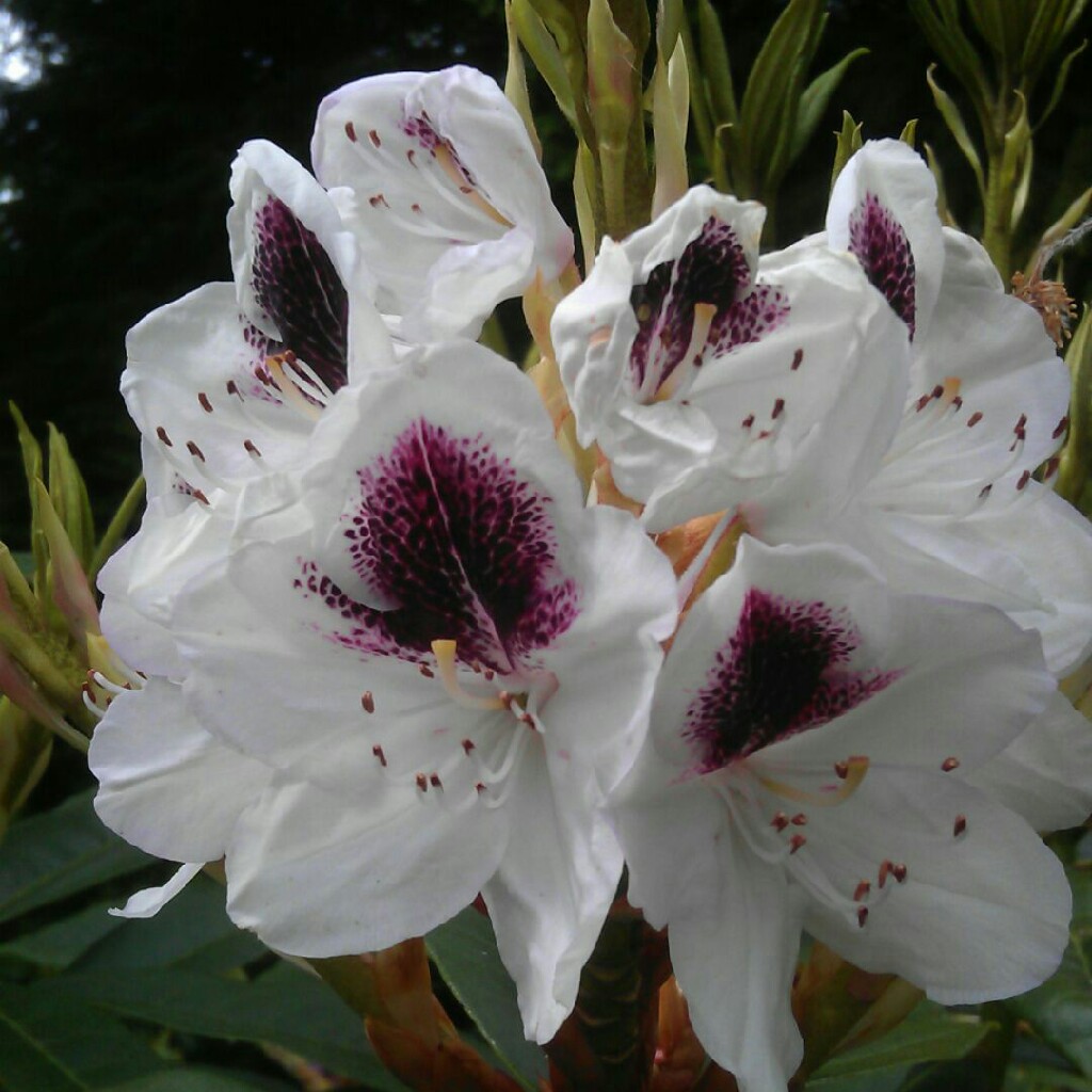 Plant image Rhododendron 'Sappho'