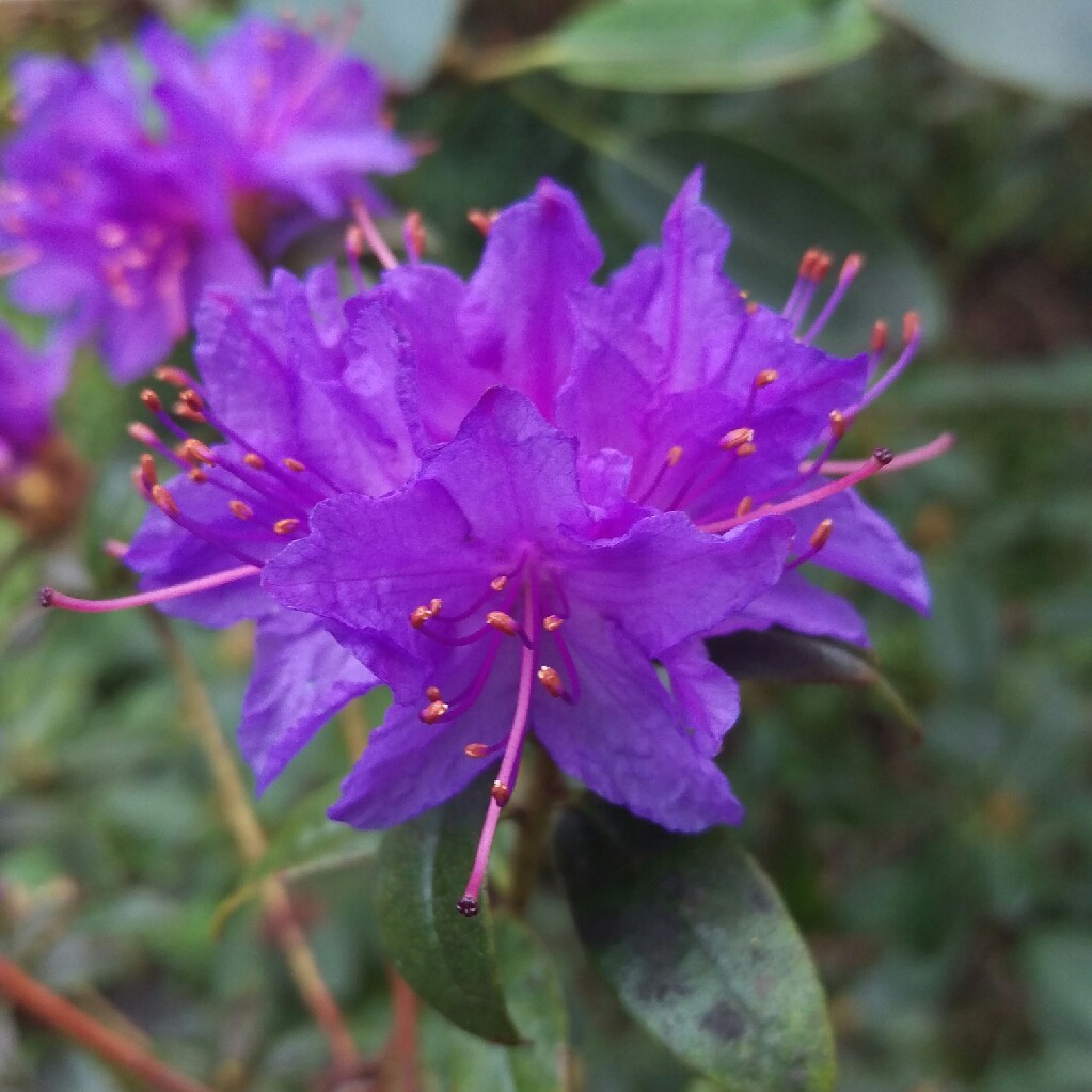 Rhododendron