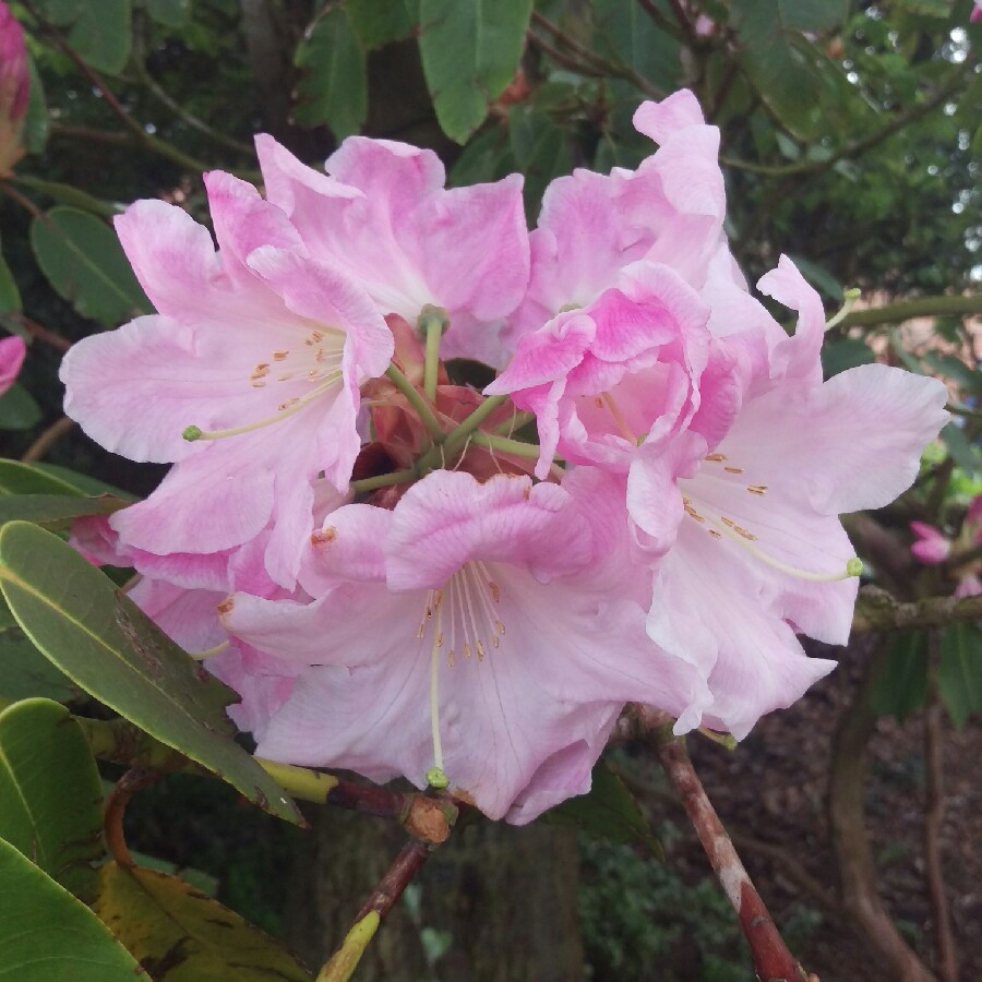 Rhododendron