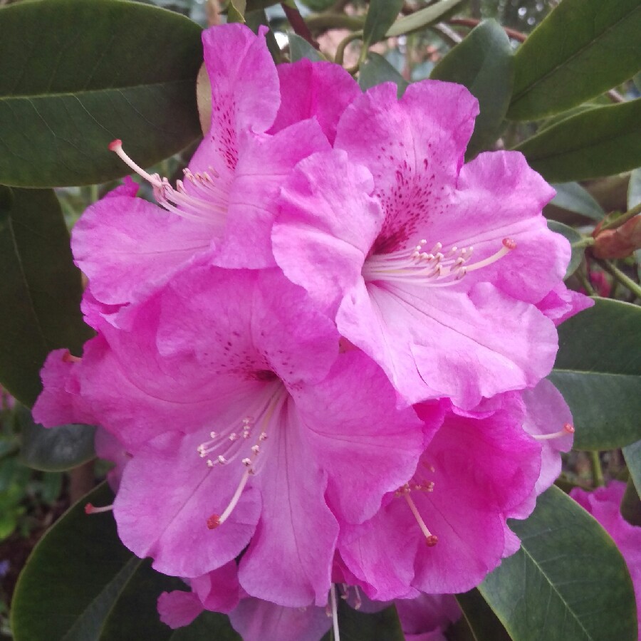 Rhododendron