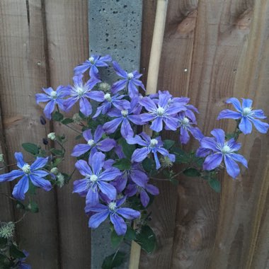 Clematis 'Arabella'