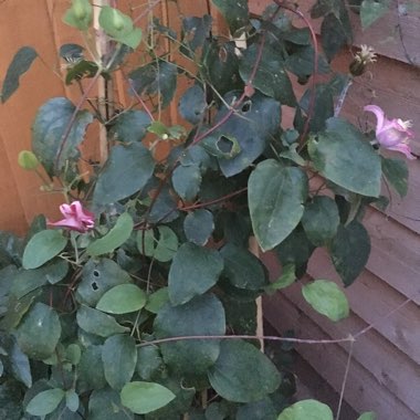 Clematis 'Princess Diana'