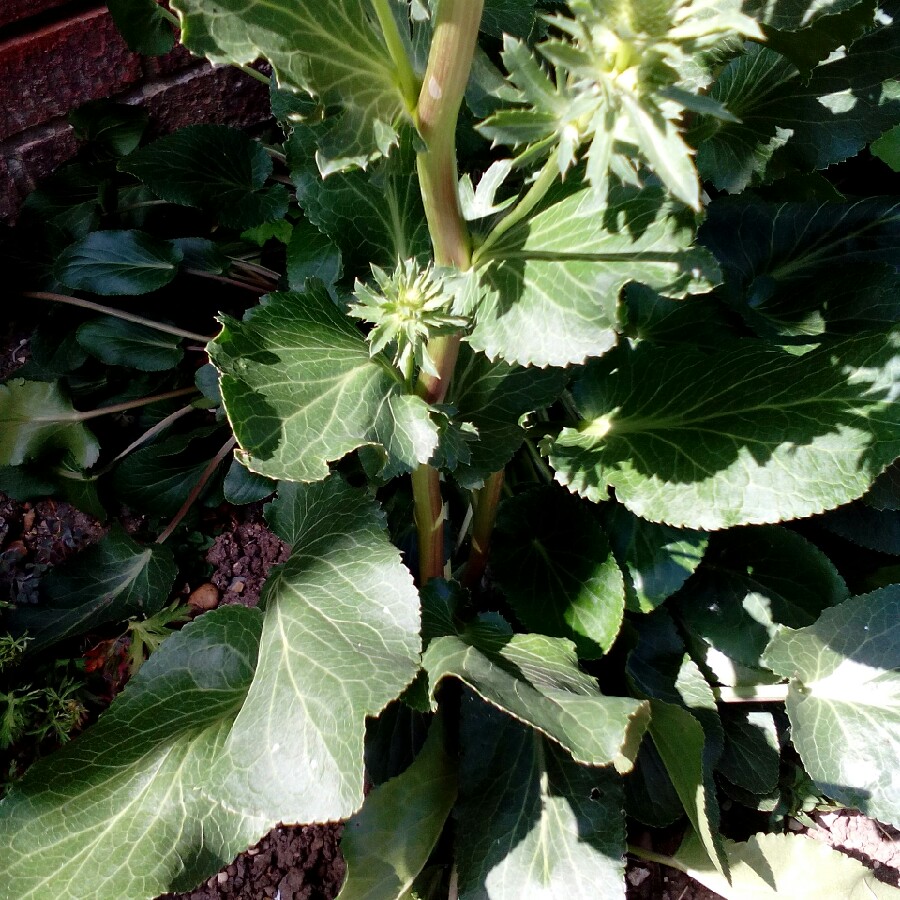 Plant image Eryngium alpinum 'Superbum'