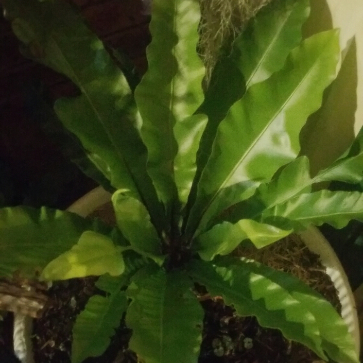 Plant image Asplenium nidus