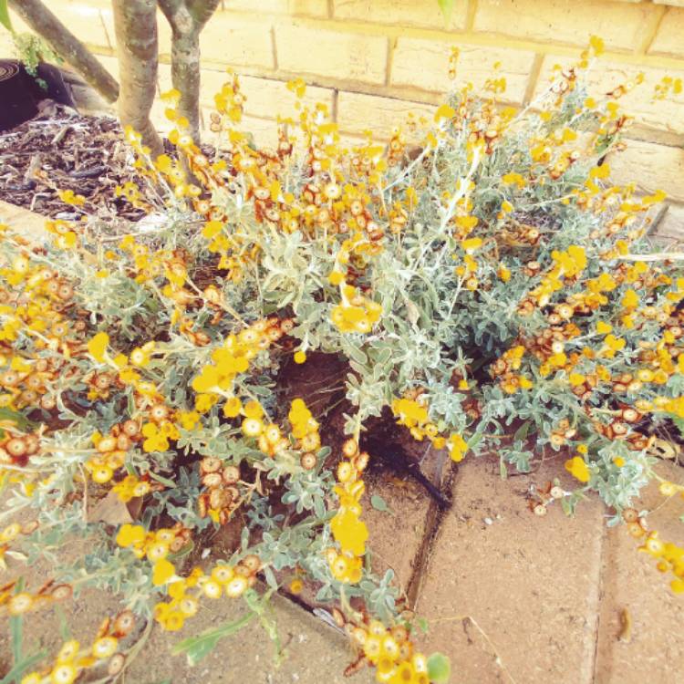 Plant image Chrysocephalum apiculatum