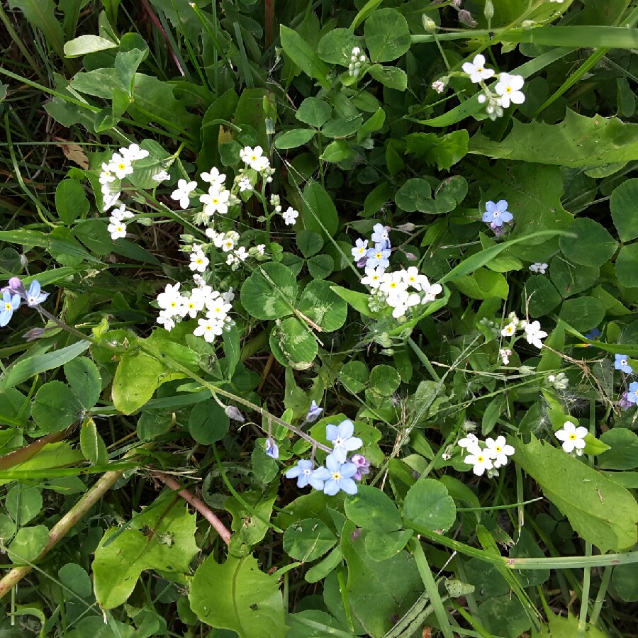 Woodland Forget-Me-Not