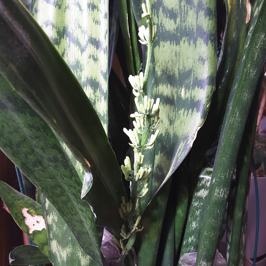 Snake Plant