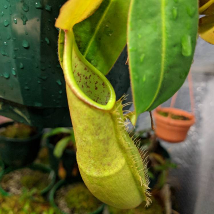 Plant image Nepenthes x tiveyi