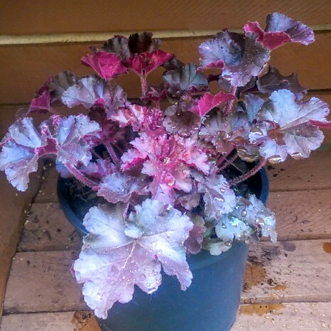 Heuchera 'Melting Fire'