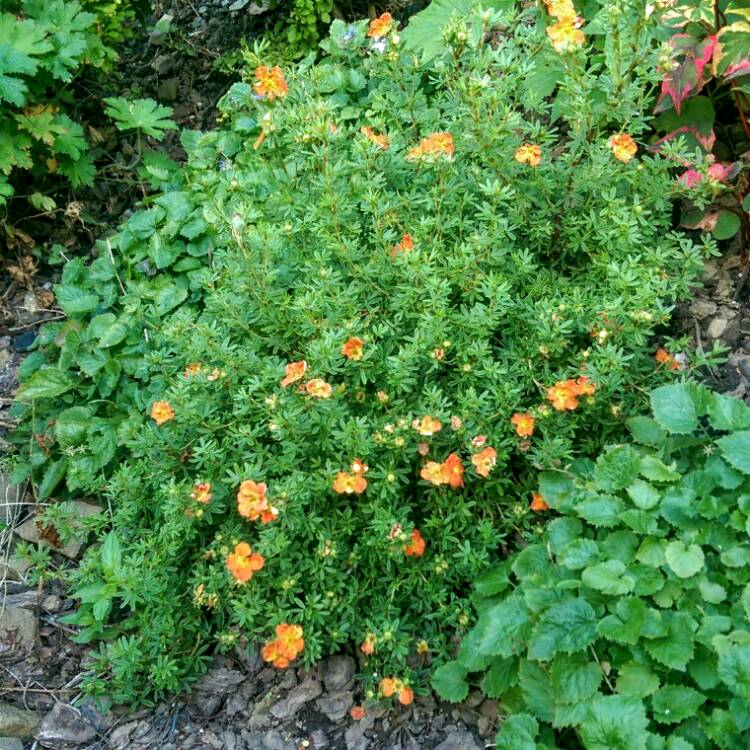 Plant image Potentilla fruticosa