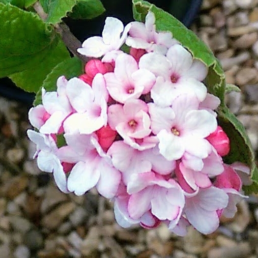 Plant image Viburnum carlesii 'Aurora'