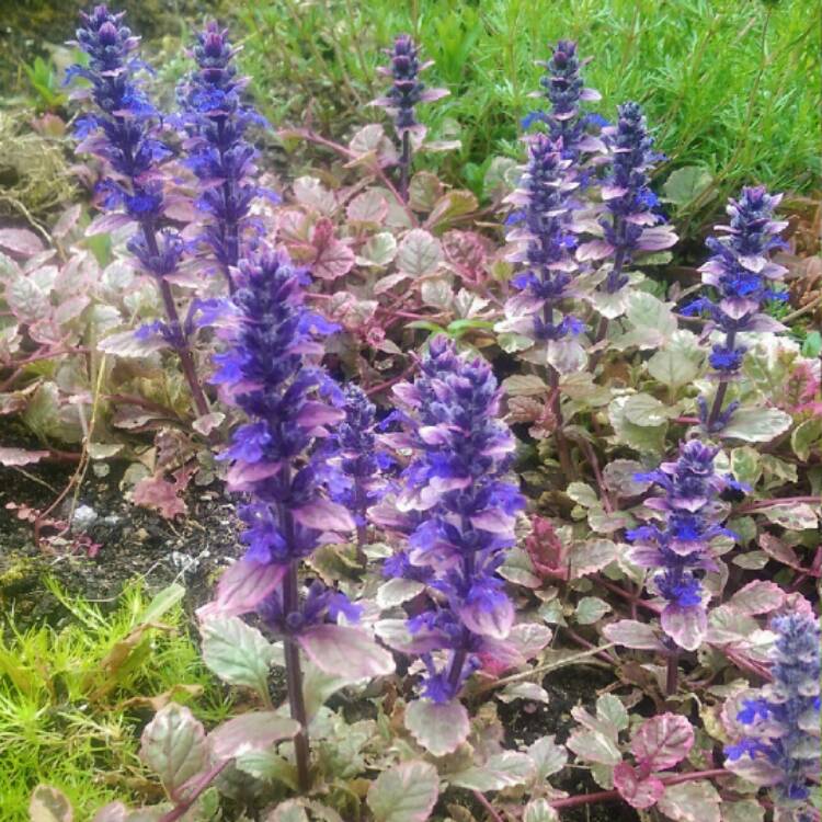 Plant image Ajuga reptans 'Burgundy Glow'