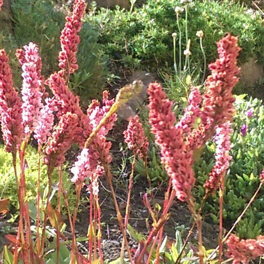 Plant image Persicaria amplexicaulis 'Firetail' syn. Polygonum amplexicaule 'Fire Tail'