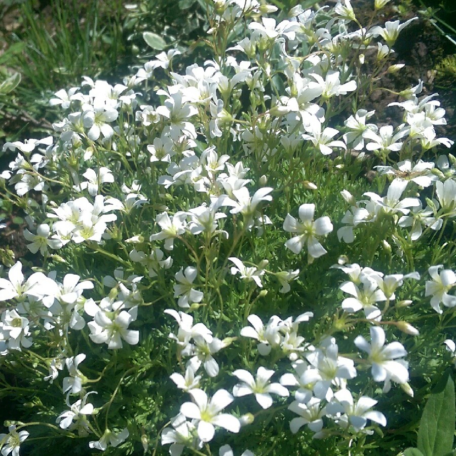 Plant image Saxifraga x arendsii 'Touran Large White'