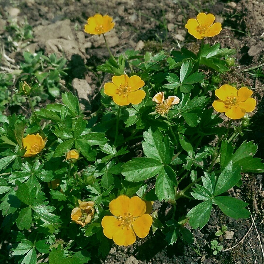 Plant image Potentilla neumanniana 'Nana'