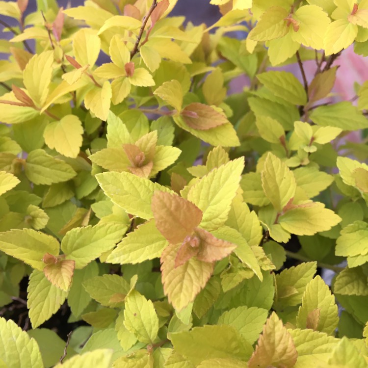 Plant image Spiraea japonica 'Golden Princess'