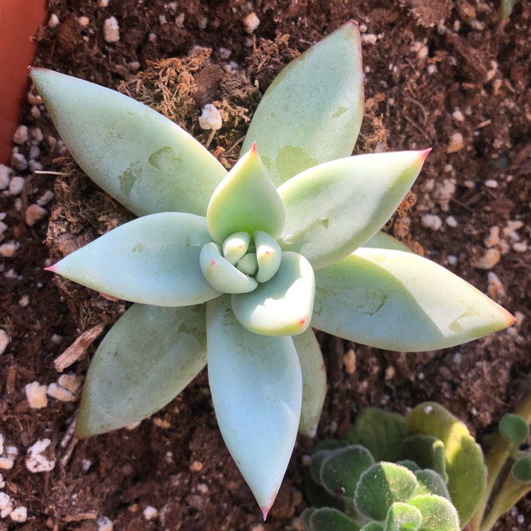 Plant image Echeveria Colorata fa. Tapalpa