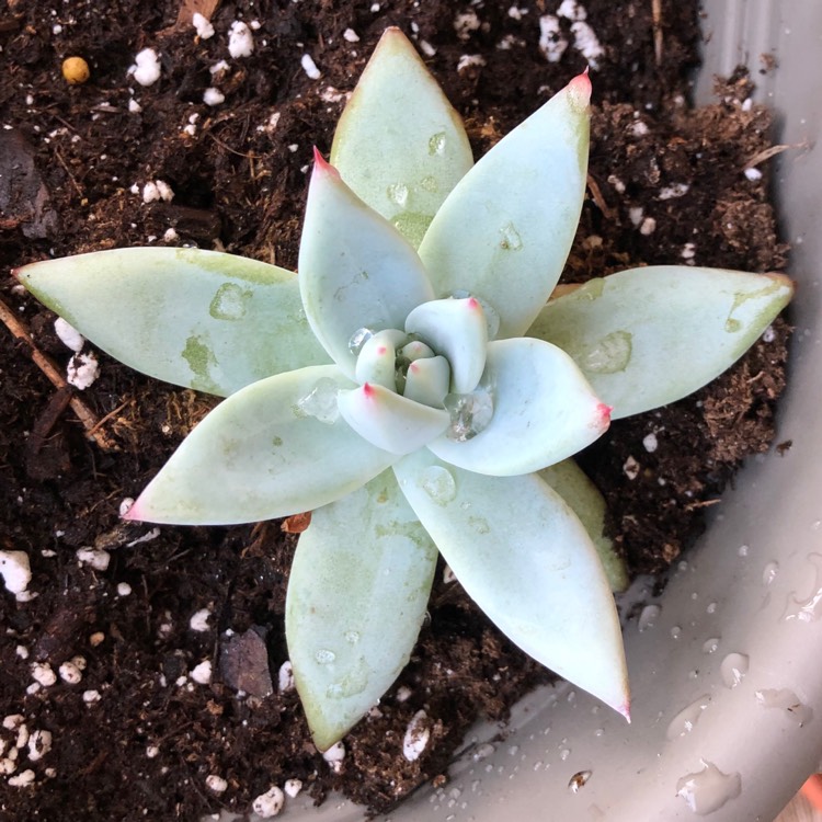 Plant image Echeveria Colorata fa. Tapalpa