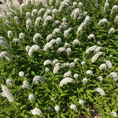 Lysimachia clethroides