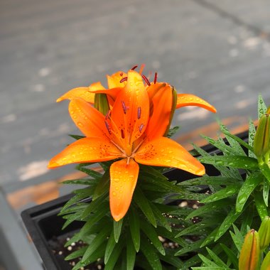 Lily (Species) Orange Lily