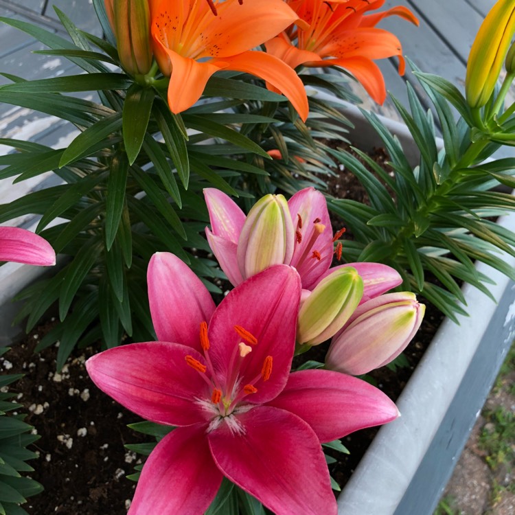 Plant image Hippeastrum puniceum