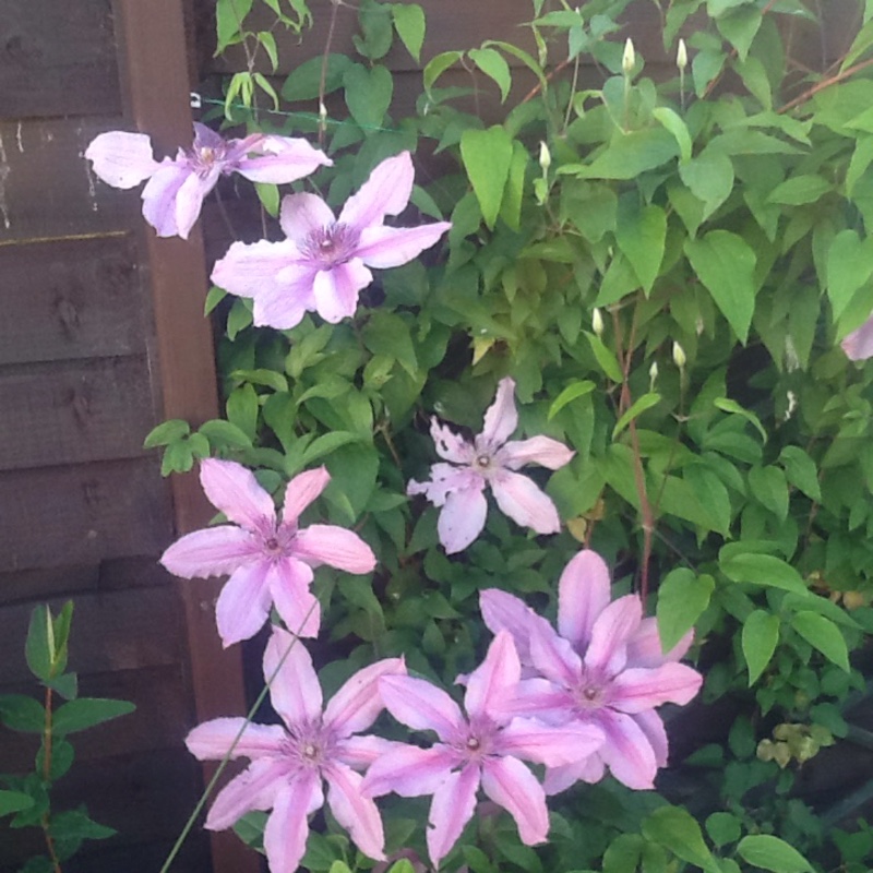 Clematis