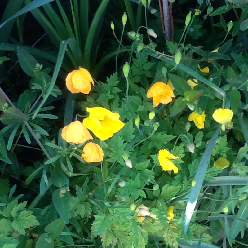 Welsh Poppy