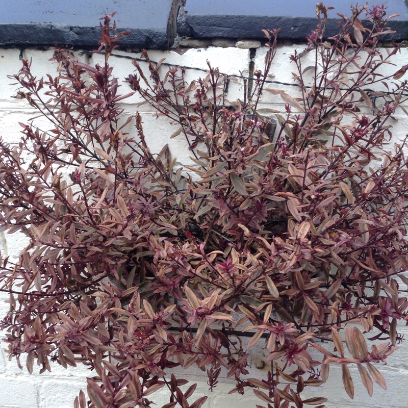 Shrubby Veronica 'New Zealand Gold'