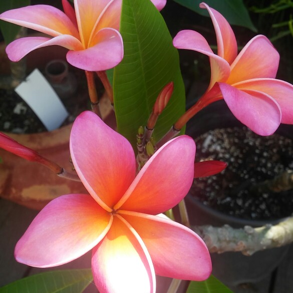 Frangipani