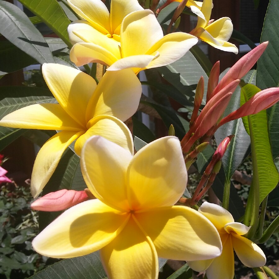 Plumeria