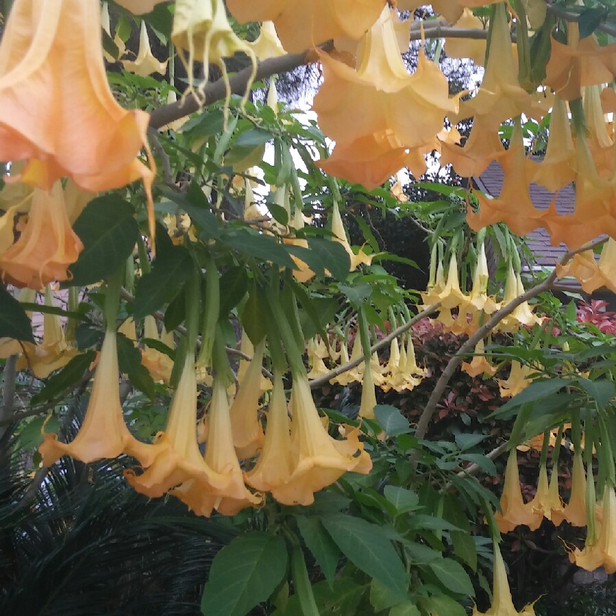 Brugmansia