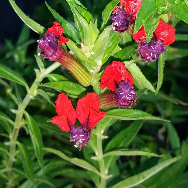 Plant image Cuphea llavea