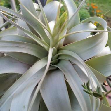 Airplant (Species) Tillandsia xerographica