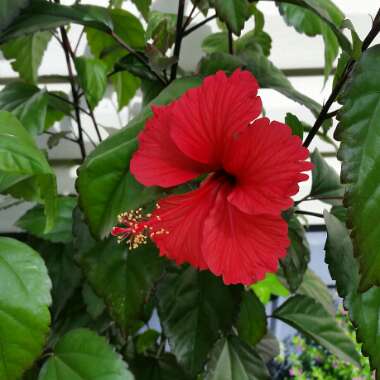 Tropical Hibiscus