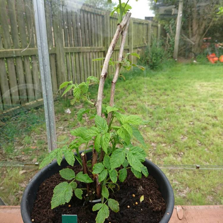 Plant image Rubus idaeus 'Joan J'