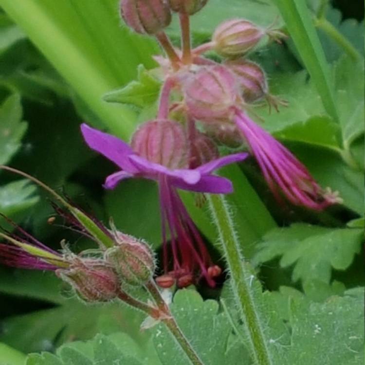 Plant image Geranium macrorrhizum 'Mytikas'