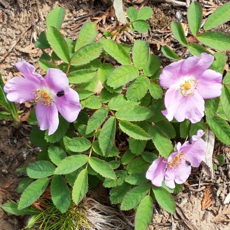 Plant image Rosa acicularis syn. Rosa korsakoviensis, Rosa moscovita, Rosa sichotealinensis, Rosa taquetii